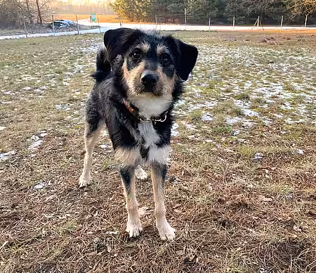 Fundhund Nico Fundhund Nico