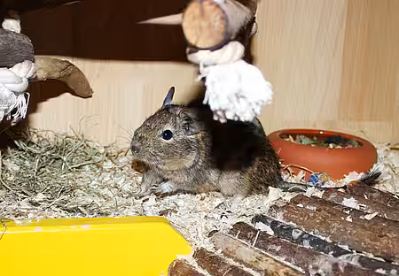 Degu im Tierheim aktion tier Zossen