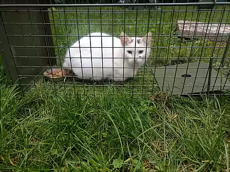 Katze in der Lebendfalle