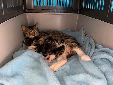 Straßenkatze mit Kitten
