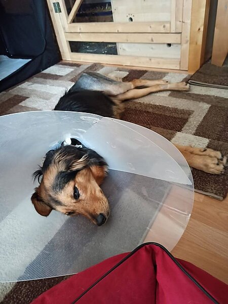 Ein großer Trichter schützte die Wunde vor zu häufigem Ablecken. Ein großer Trichter schützte die Wunde vor zu häufigem Ablecken.