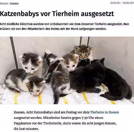 03. Juni 2019 | Märkische Allgemeine | Katzenbabys vor Tierheim ausgesetzt 