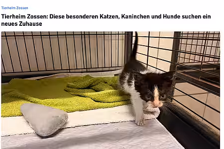 06.08.2026 | MAZ-Online | Tierheim Zossen: Diese besonderen Katzen, Kaninchen und Hunde suchen ein neues Zuhause