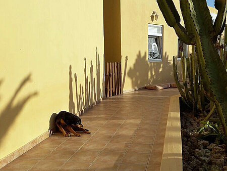 Hund döst vor dem Tierheimgebäude