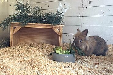 Neue Kaninchenhäuser 