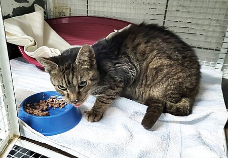 Katze im aktion tier Tierheim Zossen