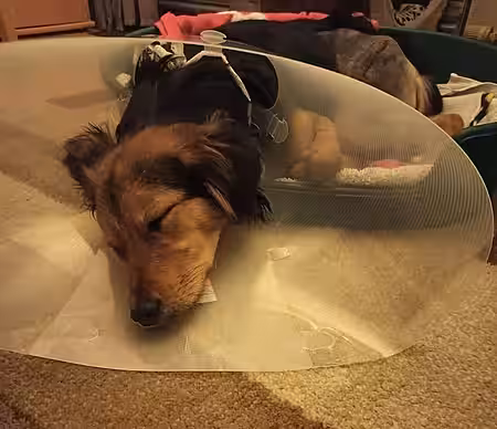 Knapp 800,-€ kostete die Operation.