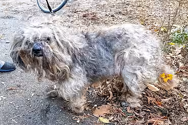 Verwahrloster Hund