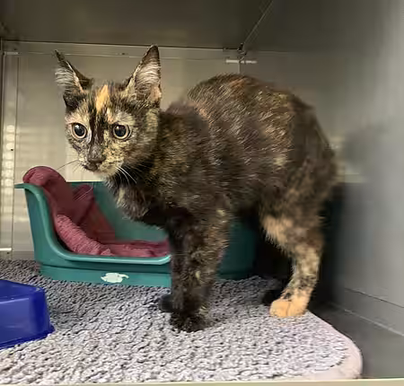 Erfolgreiche Ankunft im Tierheim