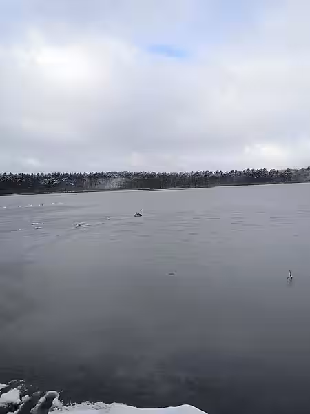 Jungschwan im Zescher See Jungschwan im Zescher See