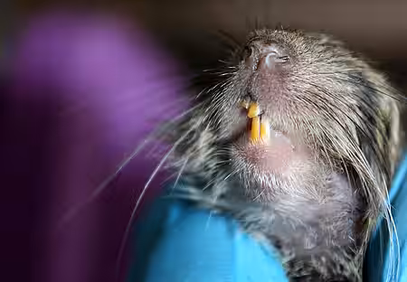 Zahnfehlstellung vielleicht infolge der Inzucht