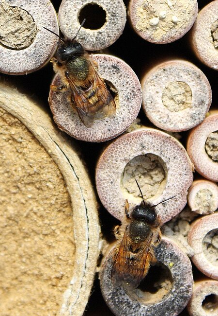 Rostrote Mauerbienen beim Brutgeschäft